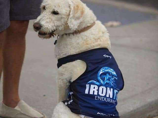 Salty the dog wears Iron Fit Endurance outfit